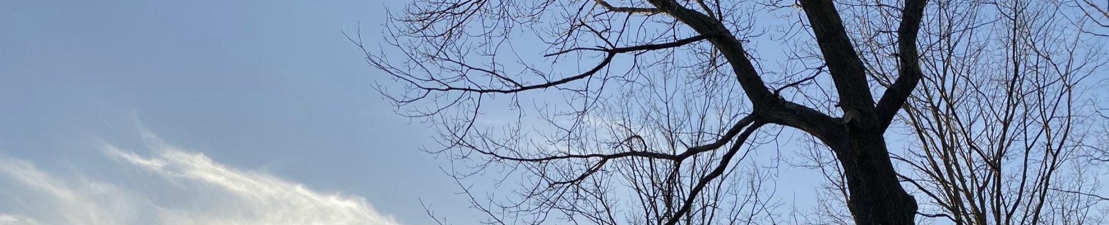 Rita Riebel Mitchell